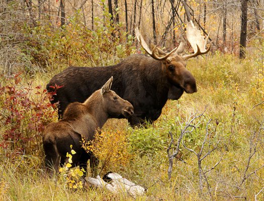 Mother and Baby Moose by Paul Sundberg