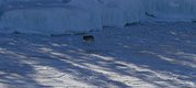 Isabelle, a lone Isle Royale wolf