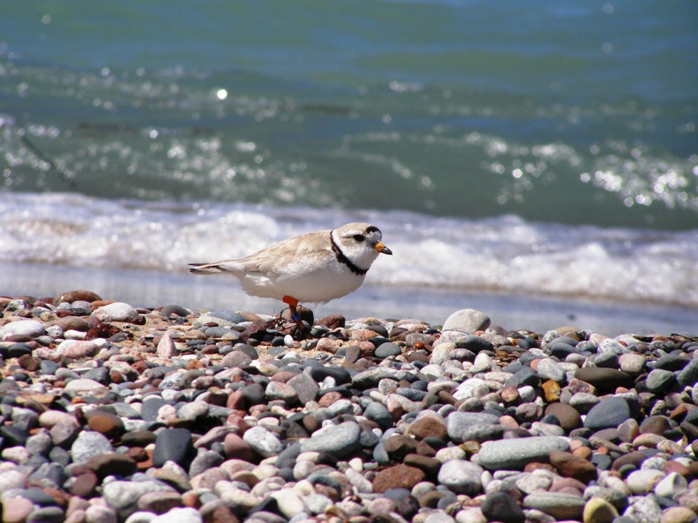 Come Over, Come Over, Piping Plover