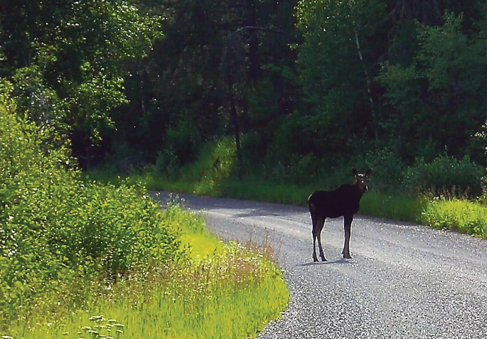 Lake Superior Journal: A Moose in the Rearview Mirror