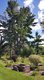 Pinehurst Inn - Large Pine Tree