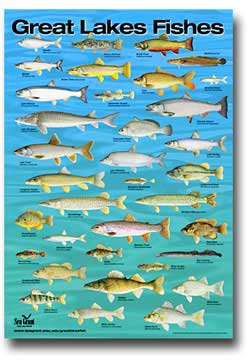 Lake Michigan Fish Identification Chart