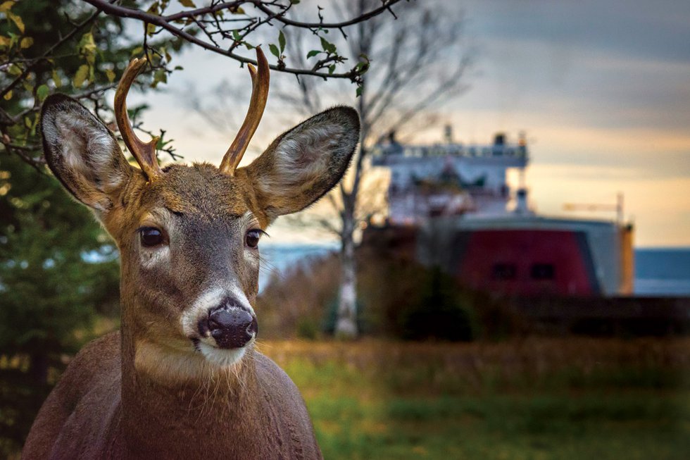 Oh, Deer: The Buck-Naked Truth about Our Local Cervids