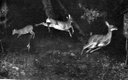 Oh, Deer: The Buck-Naked Truth about Our Local Cervids