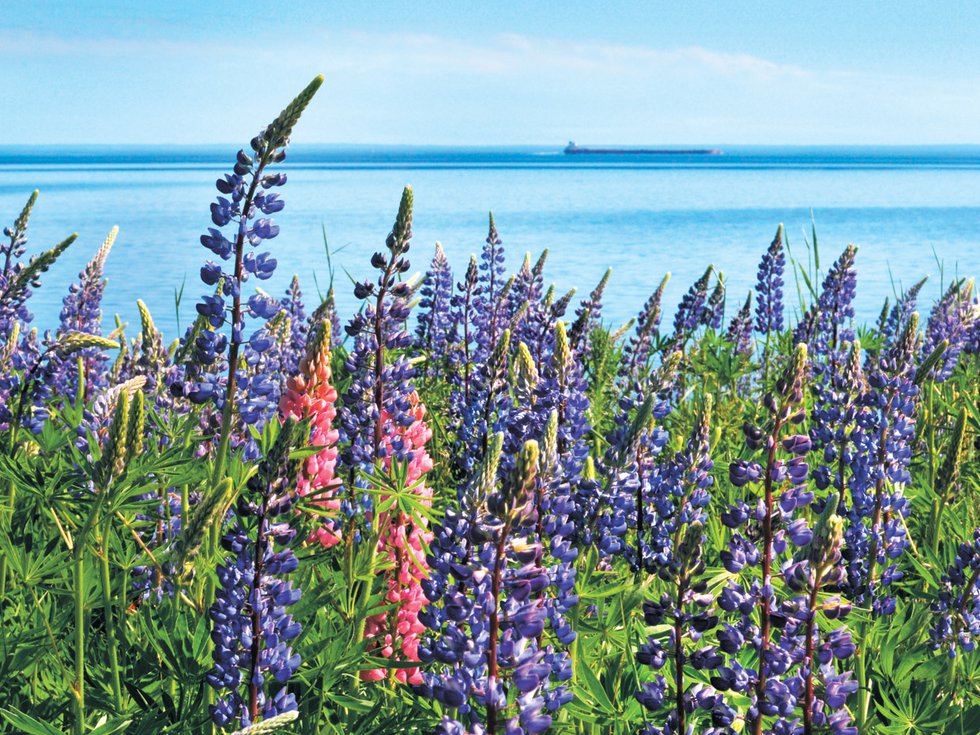 Lovely Lupines