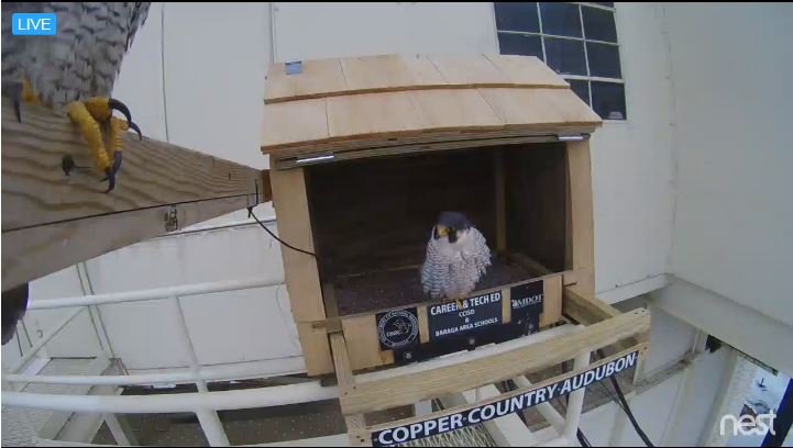 Peregrine Falcons Return to U.P. Bridges
