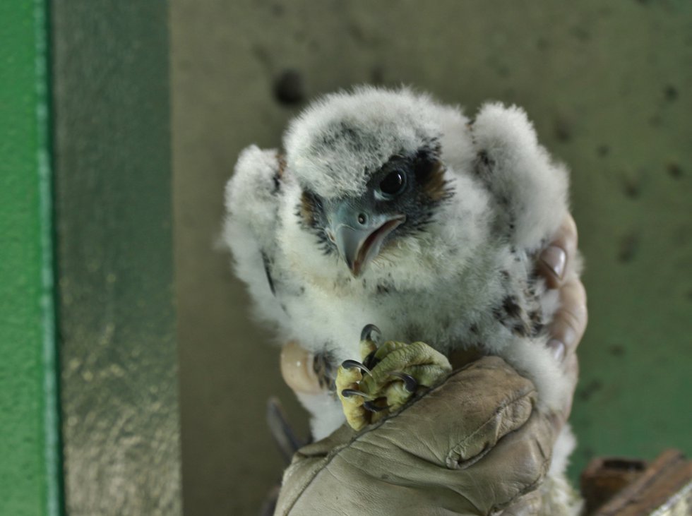 Peregrine Falcons Return to U.P. Bridges