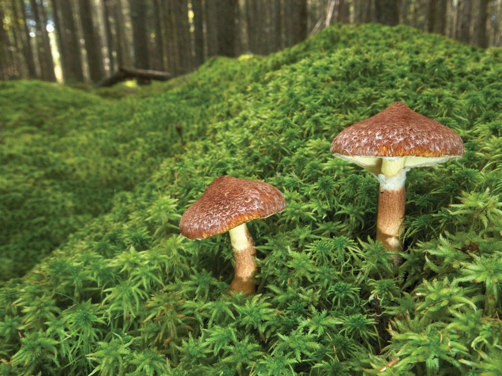 Finding Fabulous Fungi