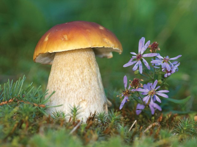 Finding Fabulous Fungi