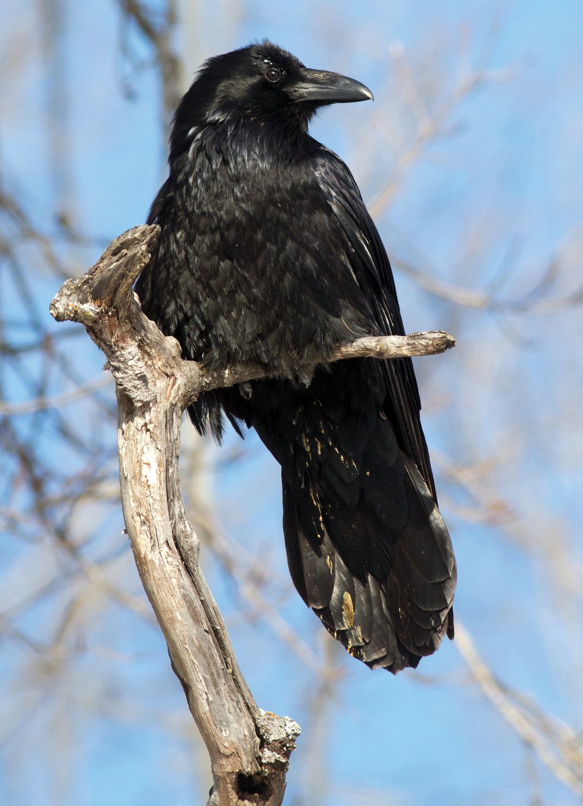 Our Cunning Corvids Ravens & Crows Give ‘Bird Brain’ a Good Name - Lake