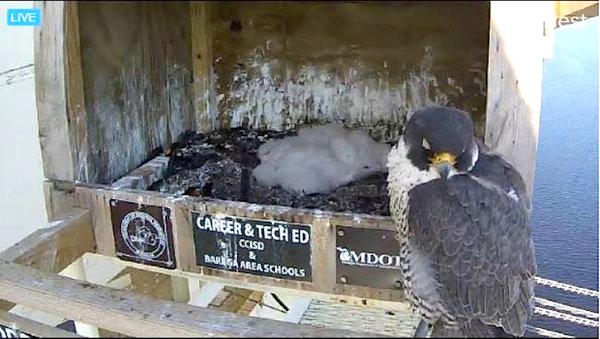 Peregrine Falcons on U.P. bridges